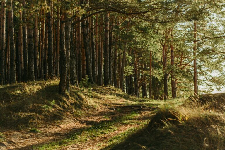 Programmbild: Theaterstück WALD
